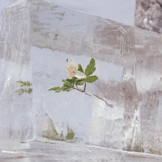 Efterklang- Windflowers [ VINYL LP ]