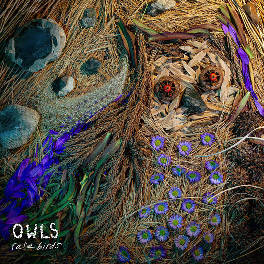 Owls- Rare Birds (Blk) (Uk)
